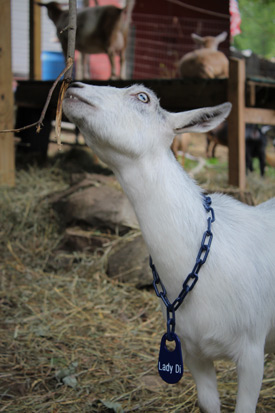 custom goat neck tag