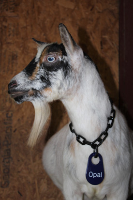 goat neck id tag