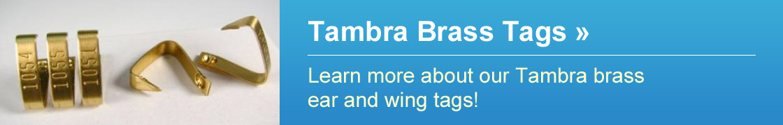 Tambra Brass Tags