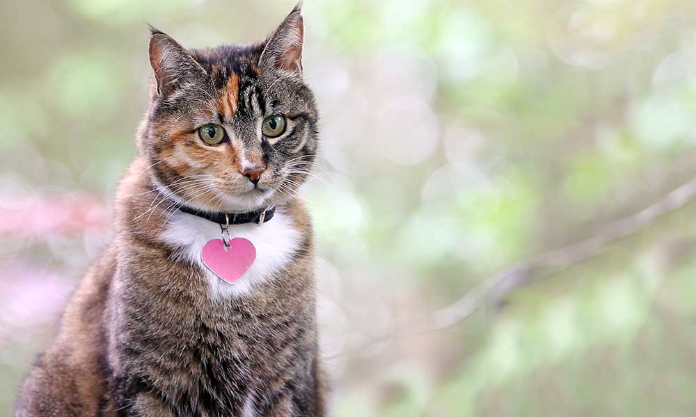 Cat ID tag 1