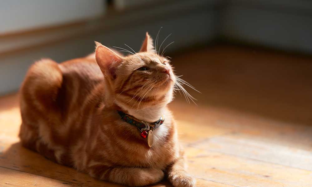 Cat ID tag 2