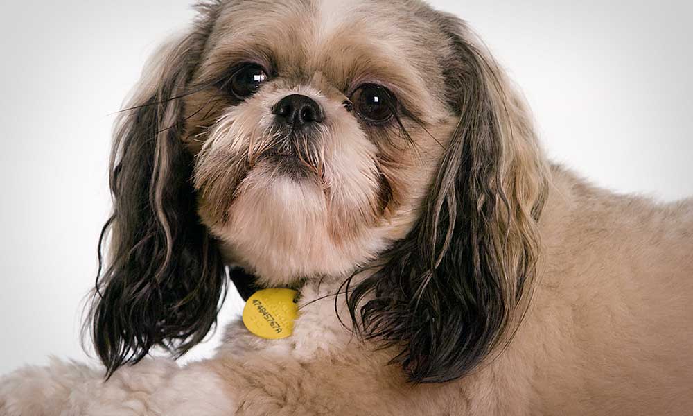 small dog with license tag