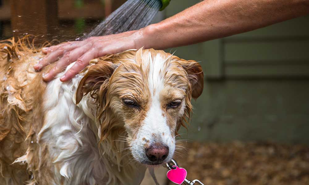 heart shaped dog license tag