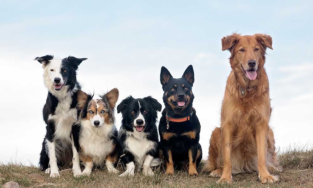 Dog ID tags