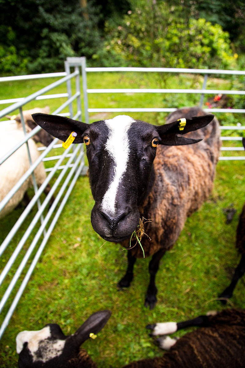 Domesticated goat with yellow ear tags