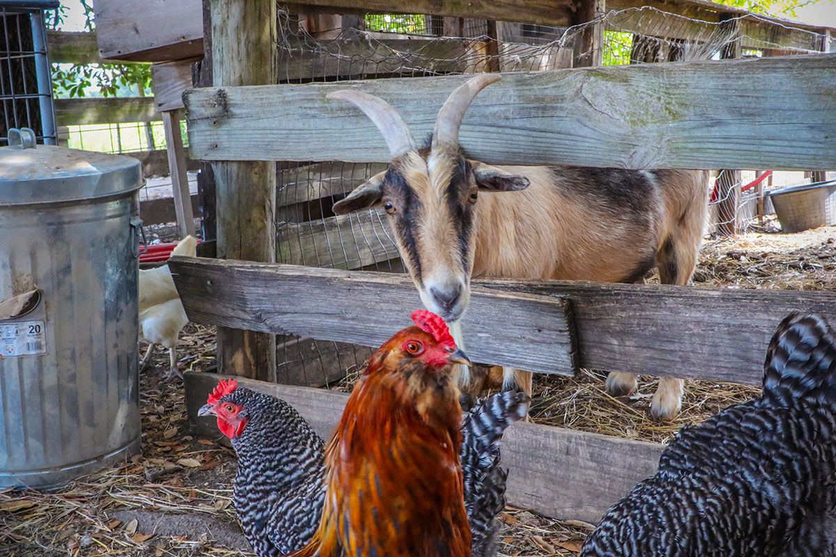 Farm goat with chickens