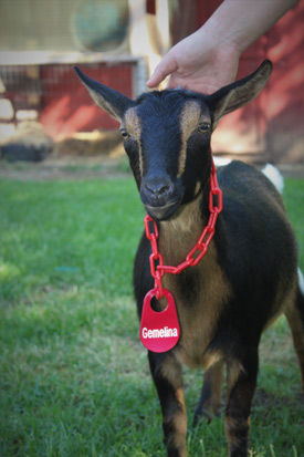 goat ear tags