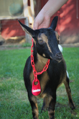 custom goat tags