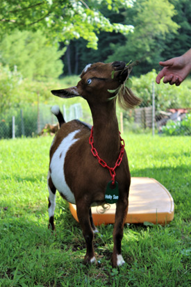 goat neck tags