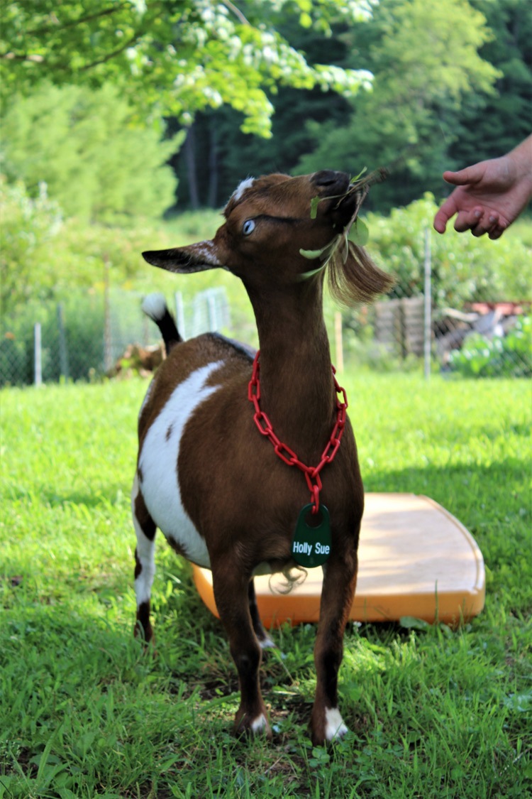 Goat collar name tags sale