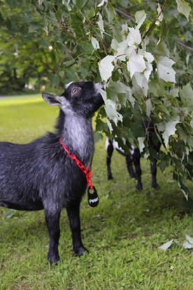 goat identification tags