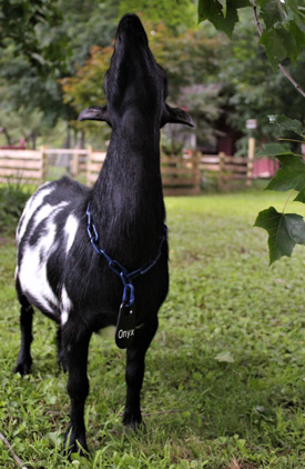 goat id tags