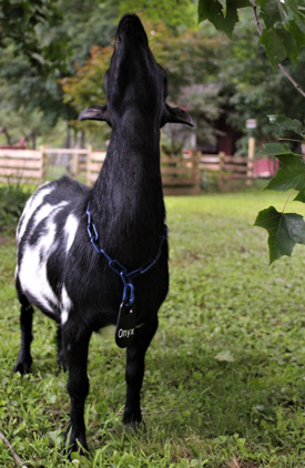 goat id tags