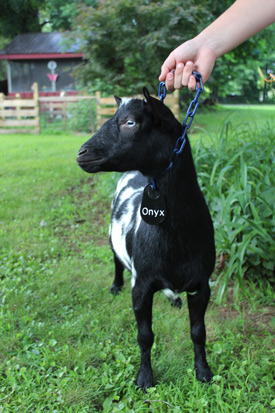 custom goat id tags