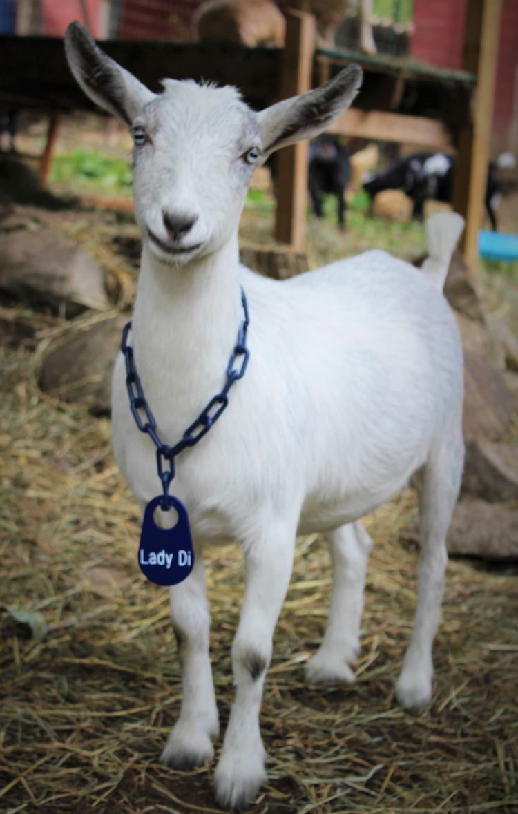 Goat collar name tags store