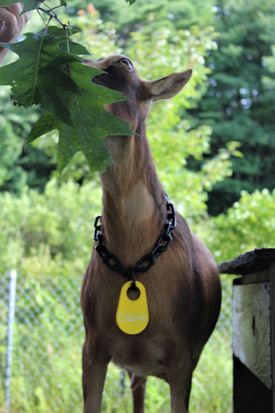 yellow goat tag