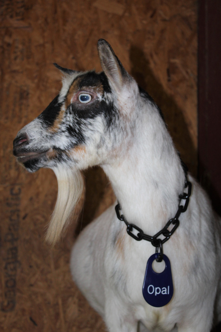 Goat Tags Goat Identification Goat Ear Tag
