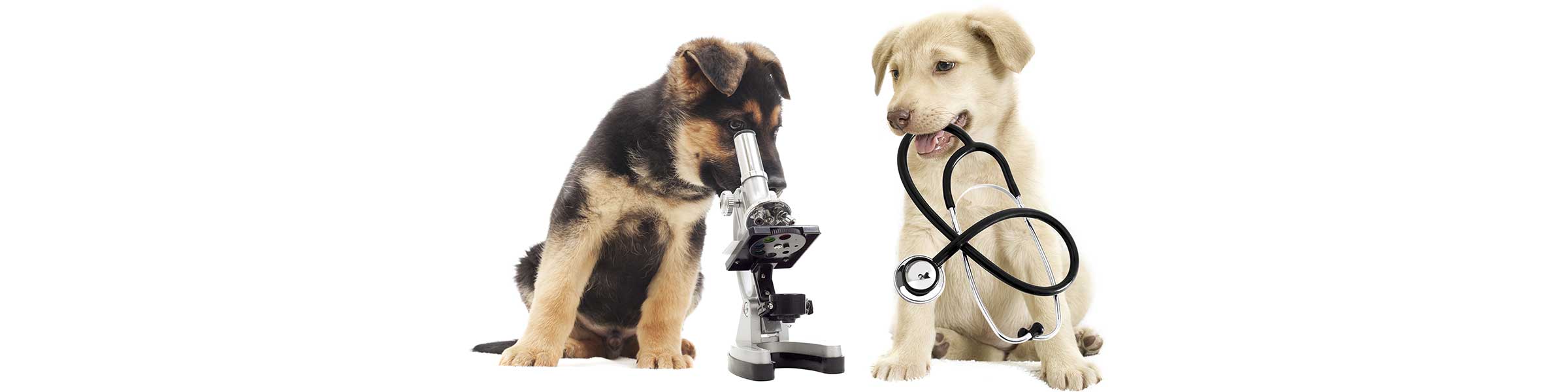 Laboratory Supplies For Animals | Ketchum Mfg. Co