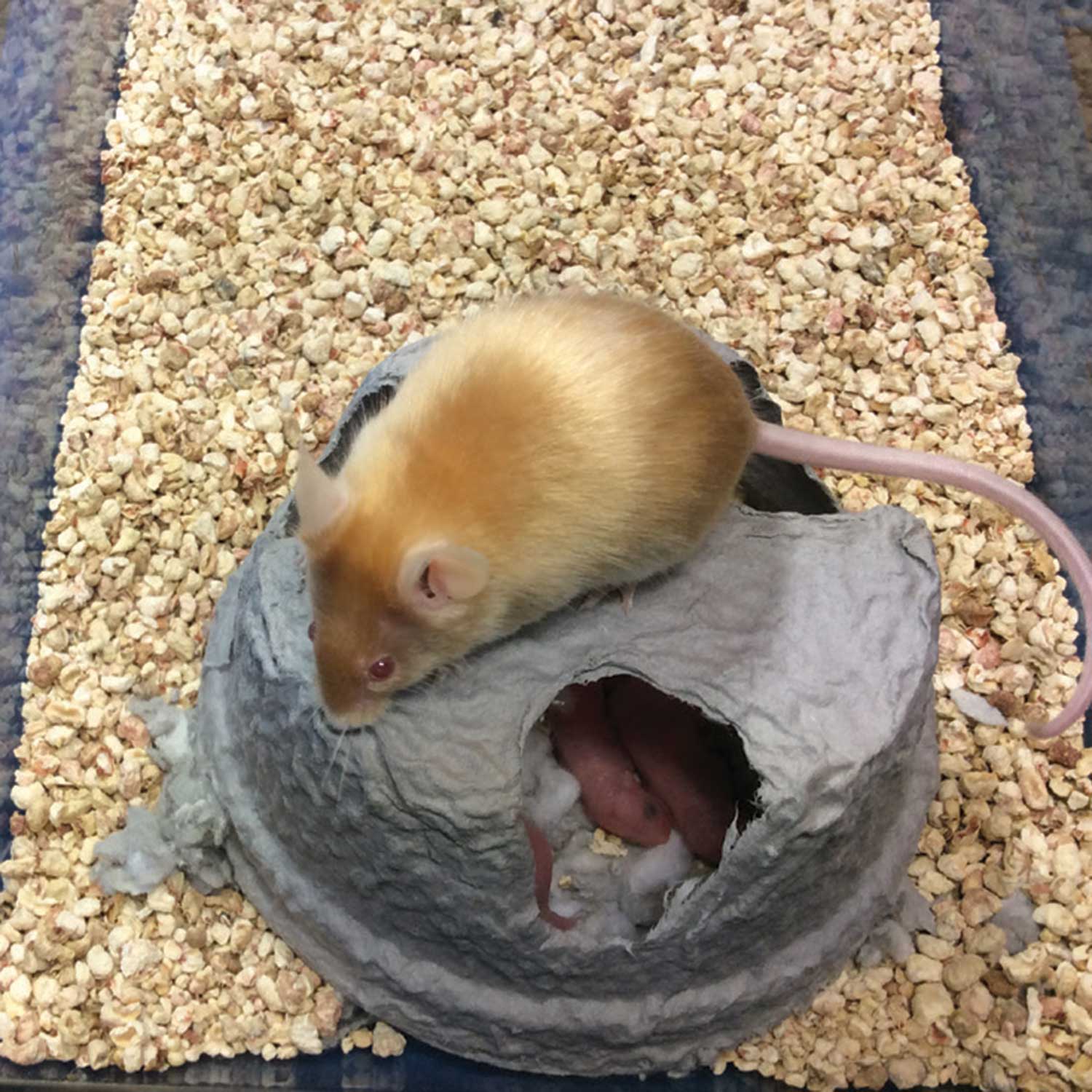 Lab animal refuge mouse hut