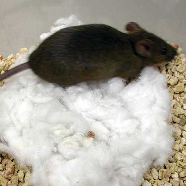 bedding for mice