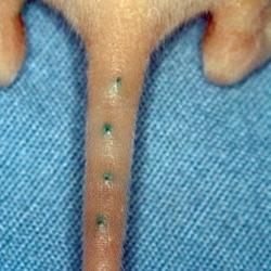Micro tattoo system for mice