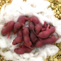cocoon animal bedding