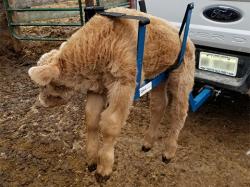 View: Calf Toter