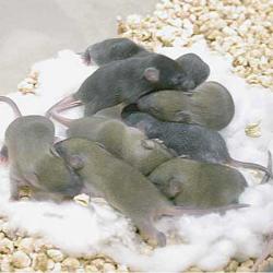 View: Cocoon - Nesting / Bedding Material