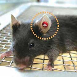 View: Mouse Ear Tags - YES! MOUSE EAR TAGS!