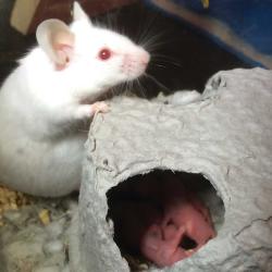 Mouse Hut Lab Animal Supplies